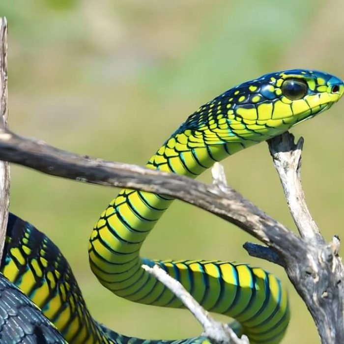 boomslang-2
