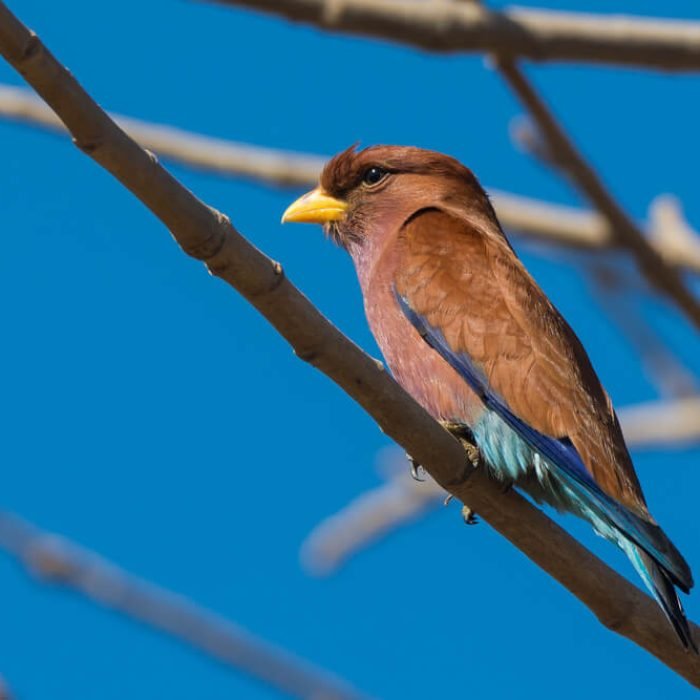 broad-billed-roller-1