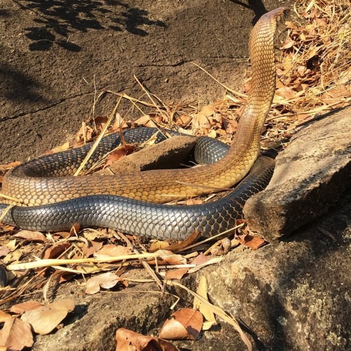 brown-forest-cobra-1