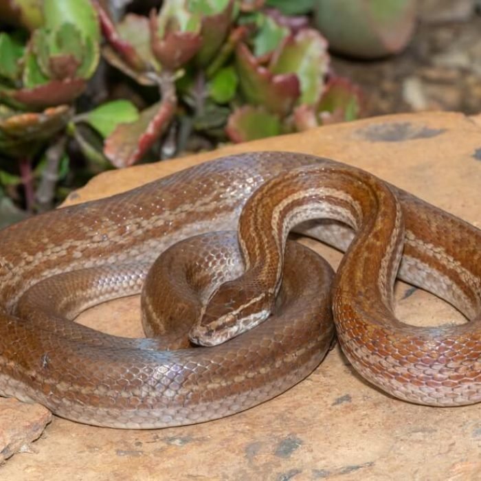 brown-house-snake-1