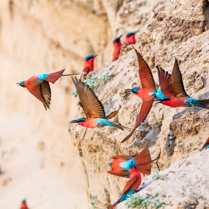 carmine-bee-eater-2