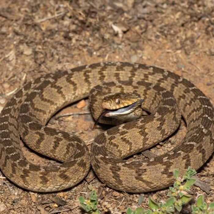 common-egg-eater-1