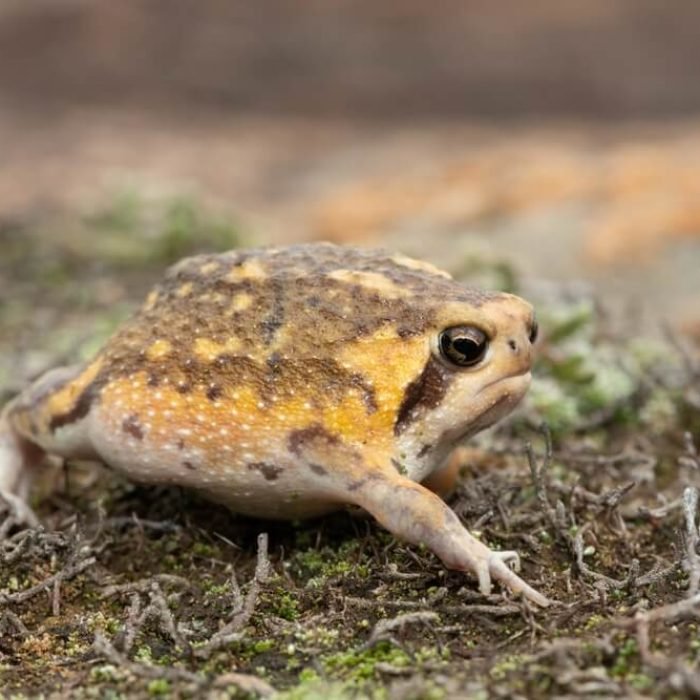common rain frog