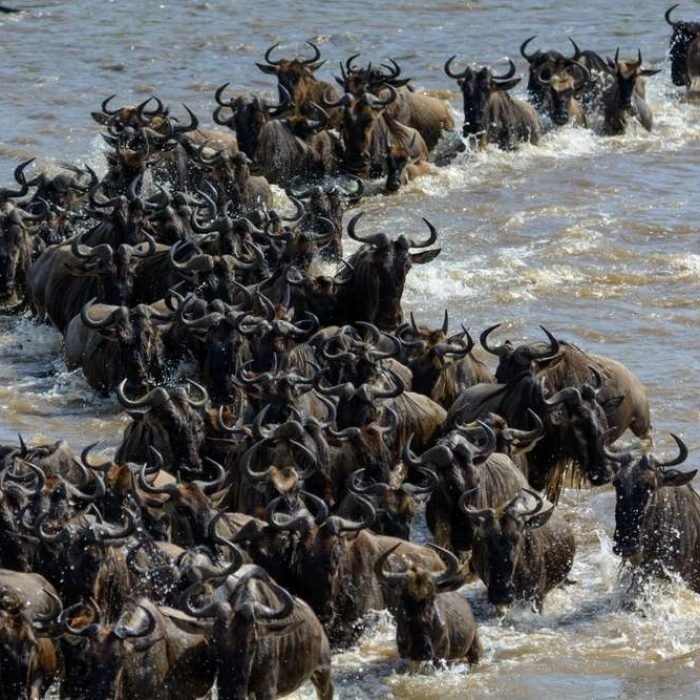 common-wildebeest-4