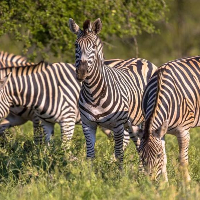 crawshays-zebra-3