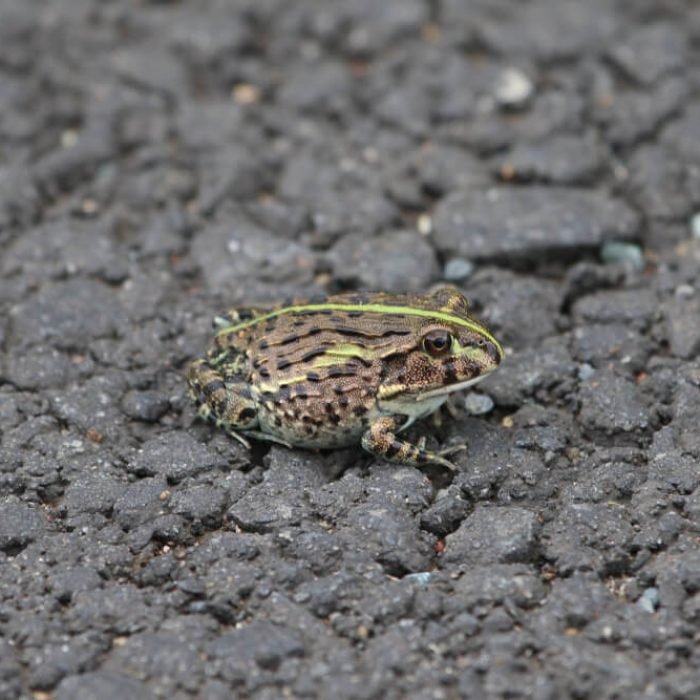 edible-bullfrog-1