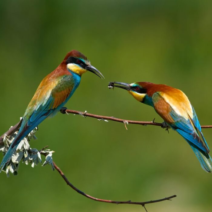 european-bee-eater-1