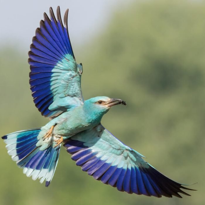 european-roller-1