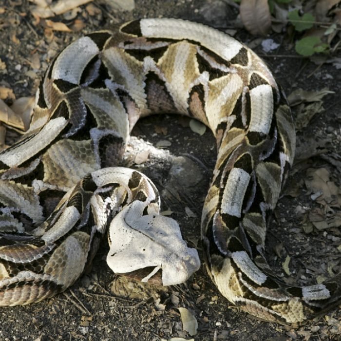 gaboon-viper-1