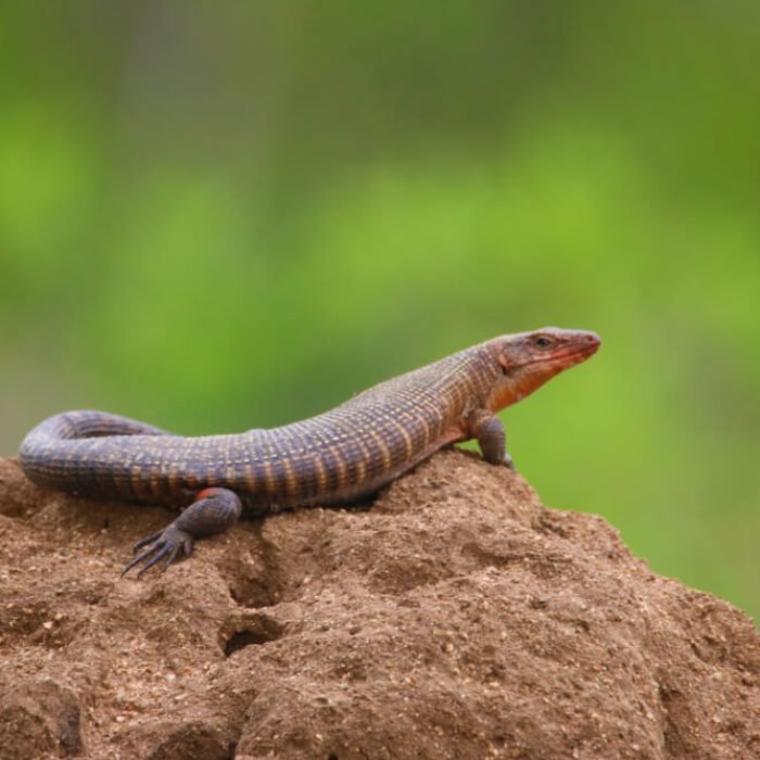 giant-plated-lizard-1