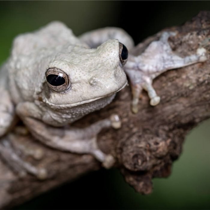 grey-foam-nest-tree-frog-1