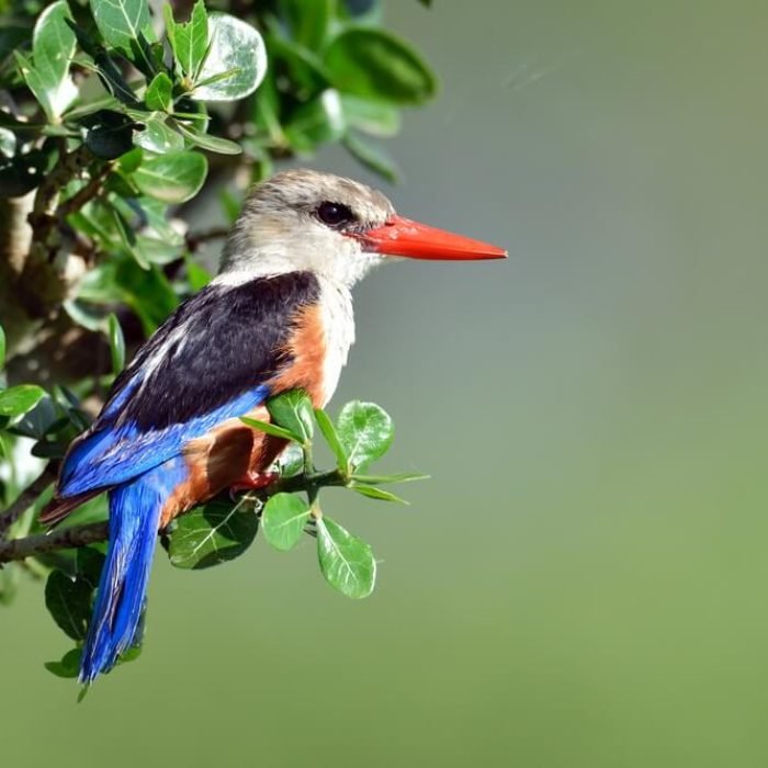 grey-headed-kingfisher-1