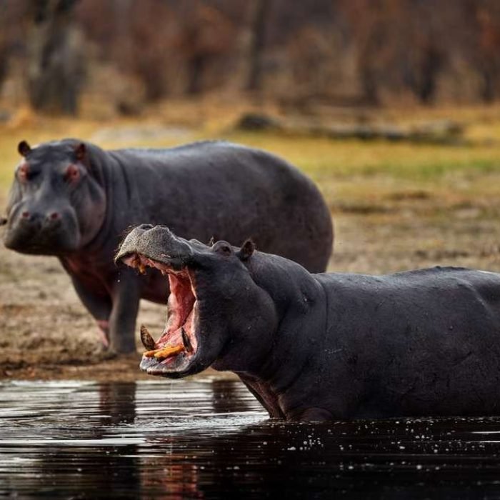 hippo-5