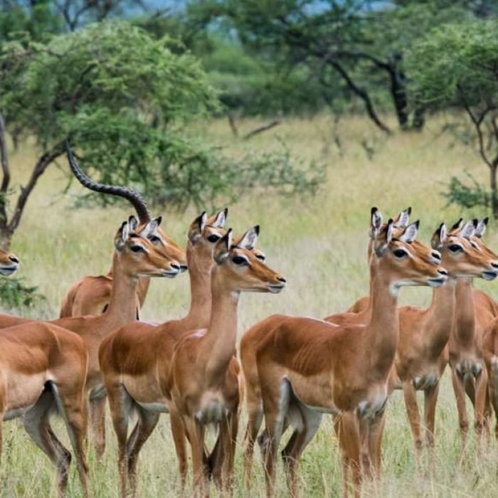impala-4