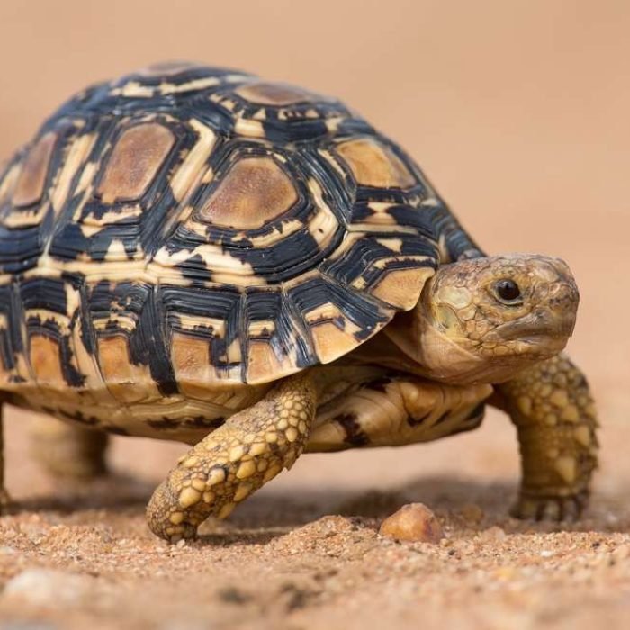 leopard-tortoise-1