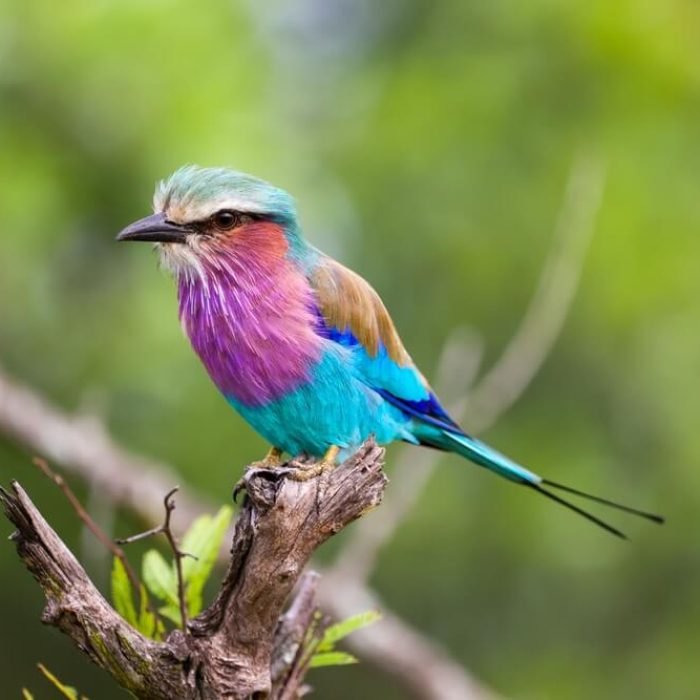 lilac-breasted-roller-1