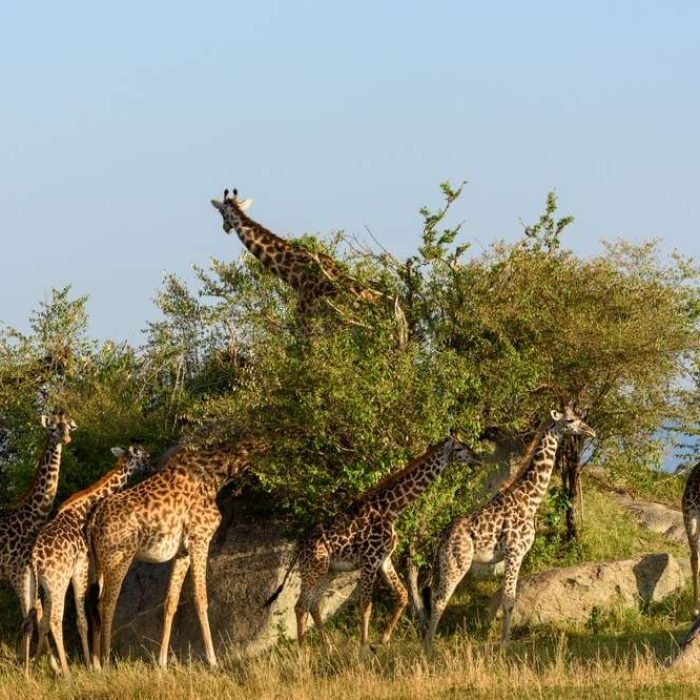 masai-giraffe-2