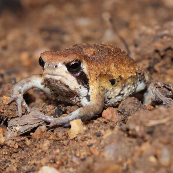 mozambique-rain-frog-1