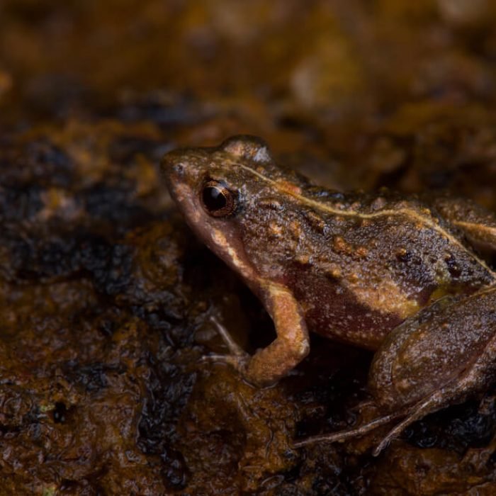 natal-dwarf-puddle-frog-1