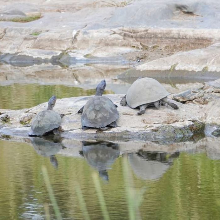 pan-hinged-terrapin-2