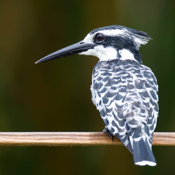 pied-kingfisher-1