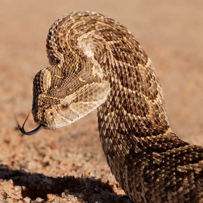 puff-adder-1