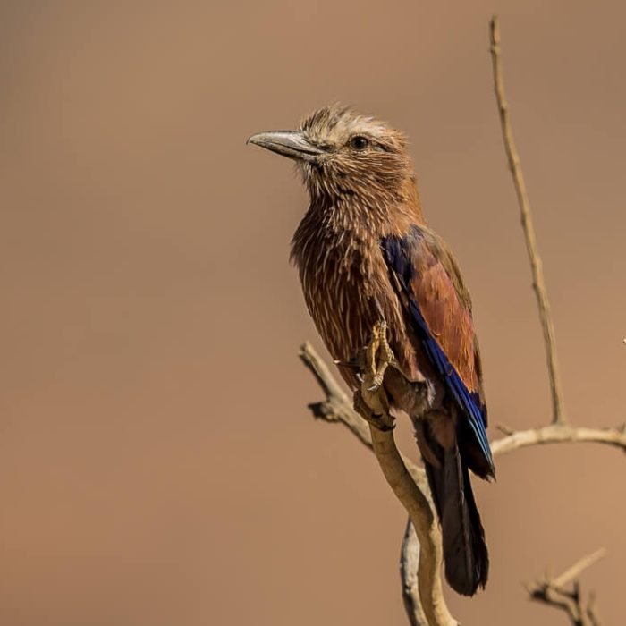 purple-roller-1