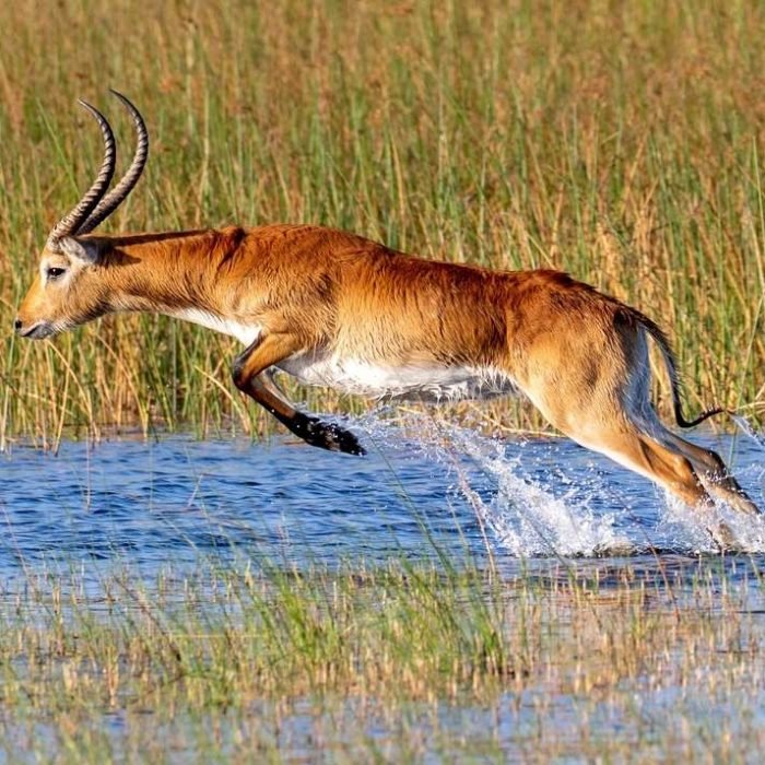 red-lechwe-1