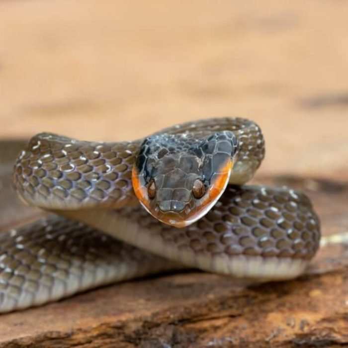 red-lipped-herald-snake