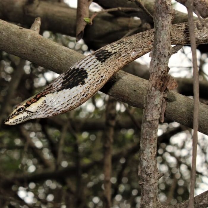 savanna-vine-snake-1