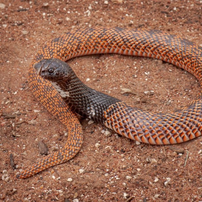 shield-nosed-cobra