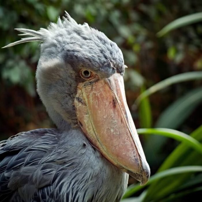 shoebill-1