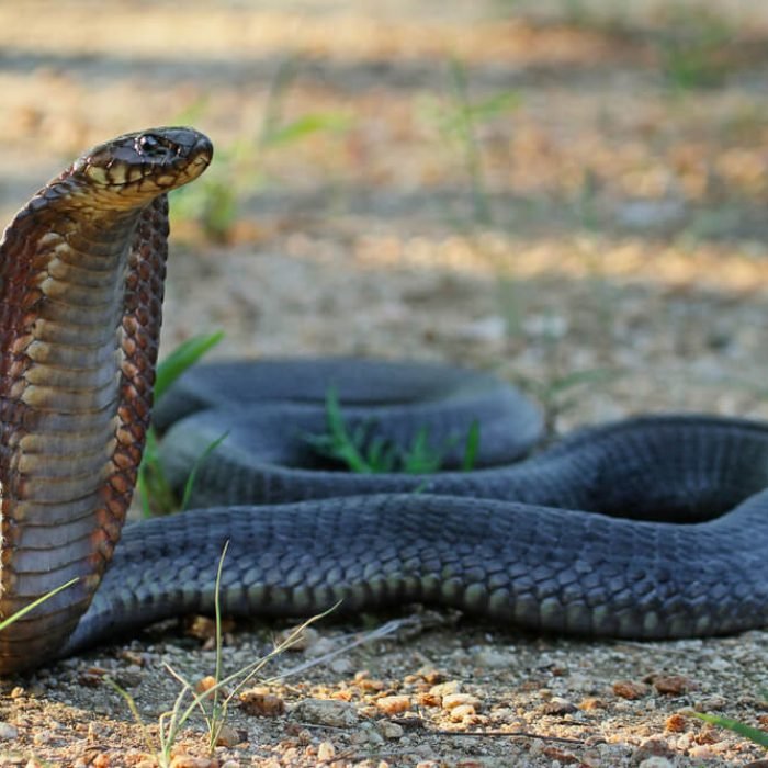 snouted-cobra-1