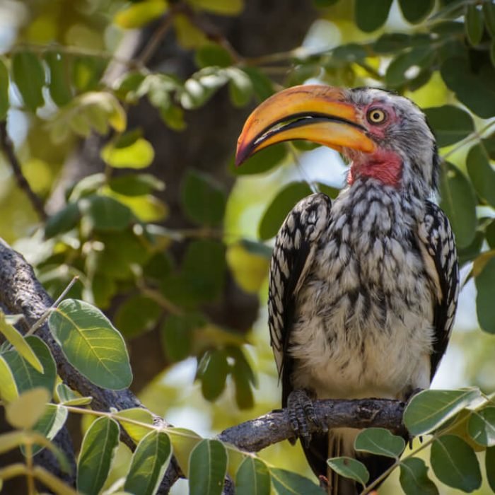 southern-yellow-billed-hornbill-1