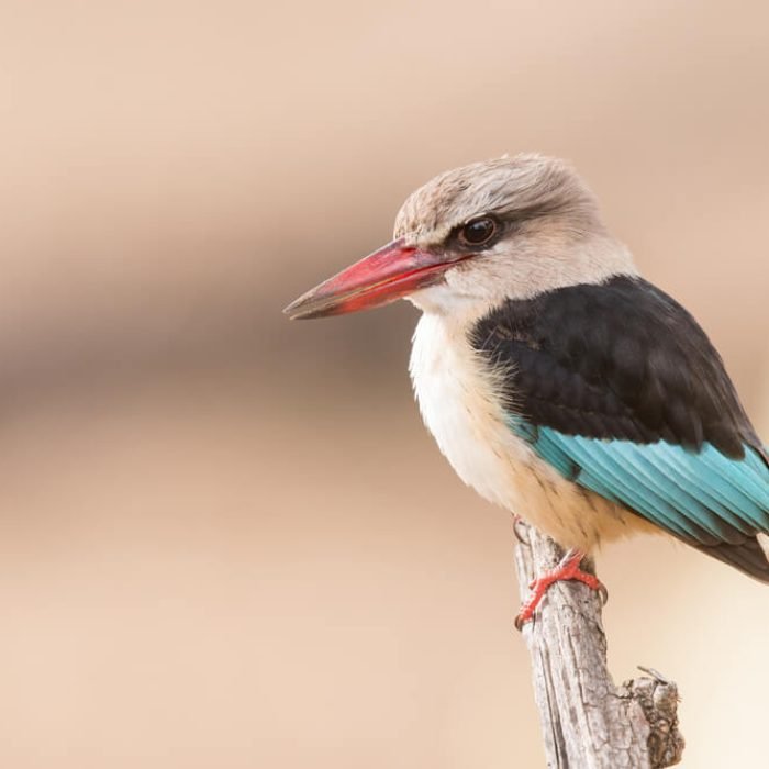 striped-kingfisher-1