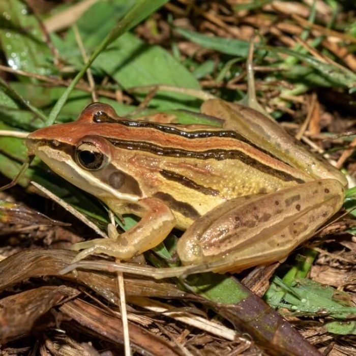 striped-stream-frog-1
