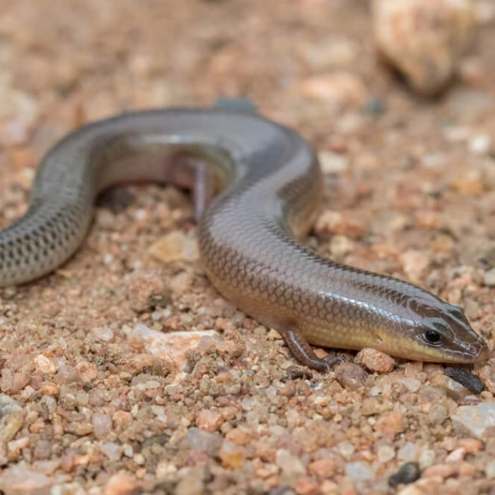 sundevalls-writhing-skink-1