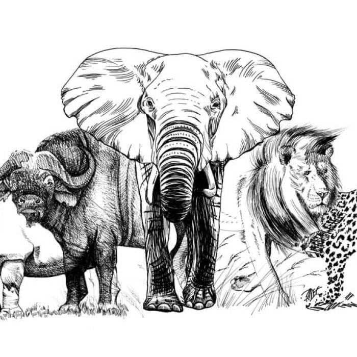 the-big-five-illustration