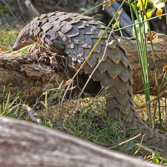 tree pangolin
