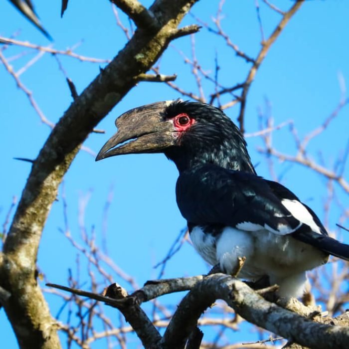 trumpeter-hornbill-1