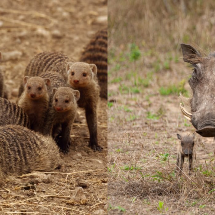 warthog and mongoose