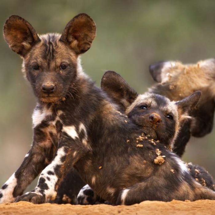 wild-dog-4