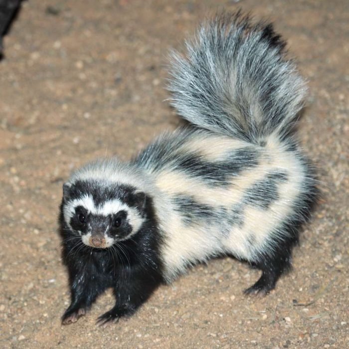 zorila-polecat-3